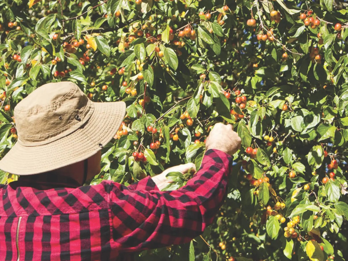 Filipinos join growing temporary foreign workers in Canadian&nbsp;farms